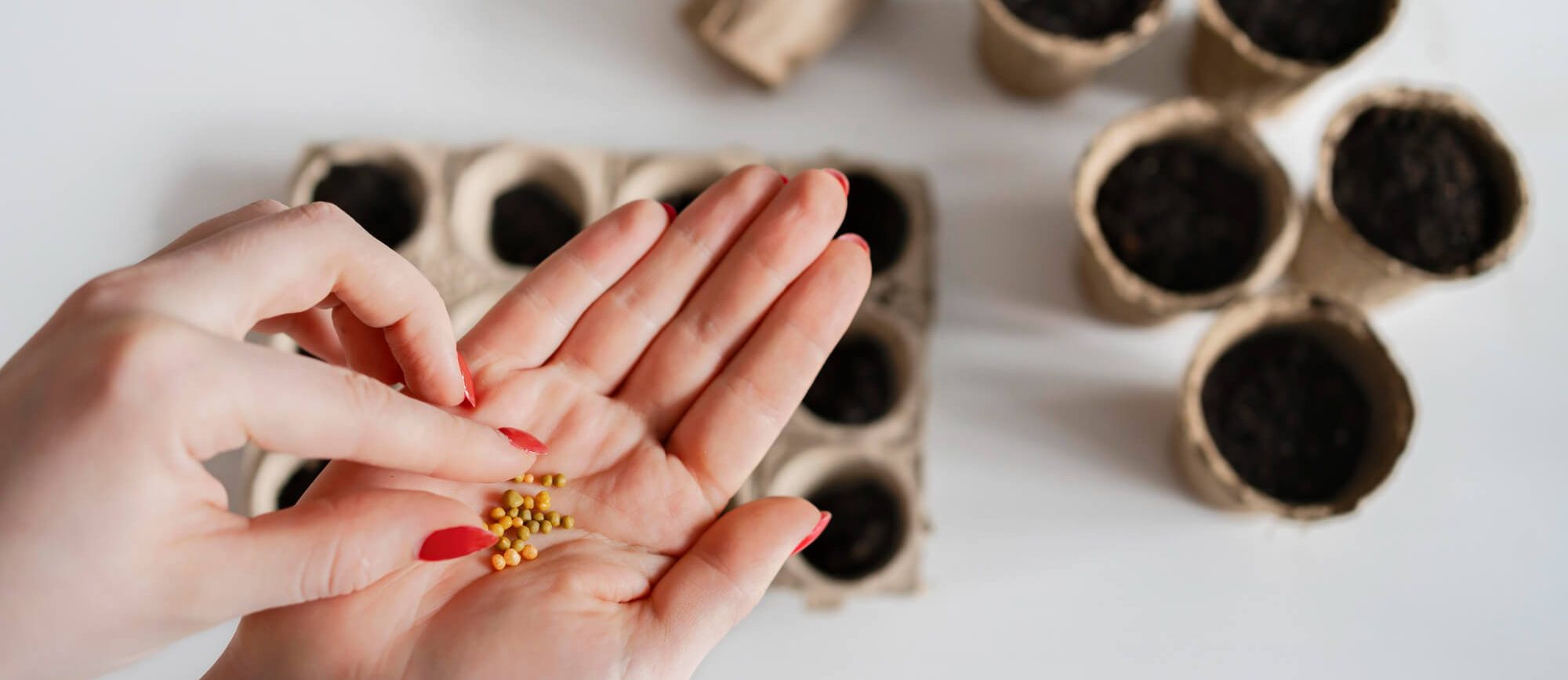 Soil Health and Plant Nutrition: Strategies for Optimal Growth and Productivity