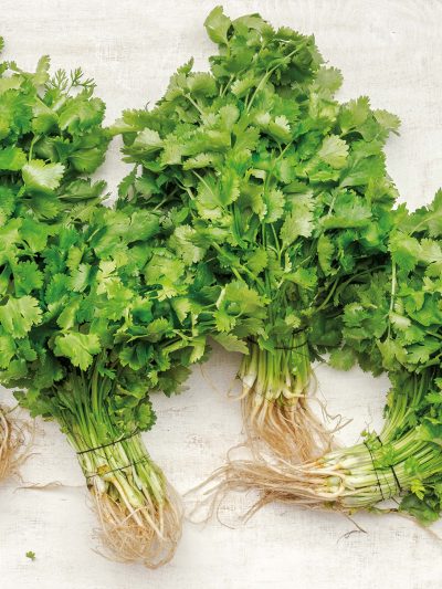 Coriander