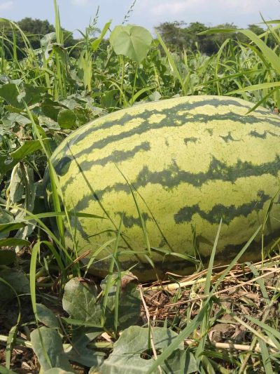 Watermelon